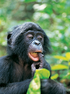 猿 ゴリラ チンパンジー ちら見 の待ち受け画像 壁紙 動物 パラダイス