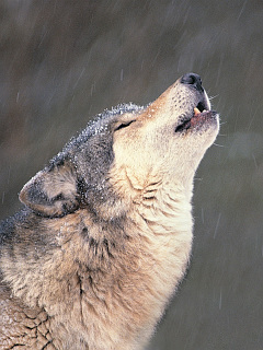 トラ 狼など 独唱 オオカミ の待ち受け画像 壁紙 動物 パラダイス
