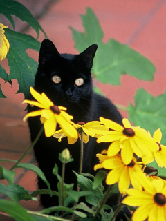 ねこ スイスの幸せを運ぶ黒猫 の待ち受け画像 壁紙 動物 パラダイス