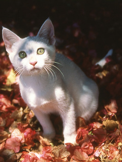 ねこ ニューカレドニアの白猫 2 の待ち受け画像 壁紙 動物 パラダイス