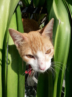 ねこ ハバナ キューバ で出会ったカリビアン猫 の待ち受け画像 壁紙 動物 パラダイス