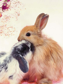 ハムスター ウサギなど ほおずり ウサギ の待ち受け画像 壁紙 動物 パラダイス
