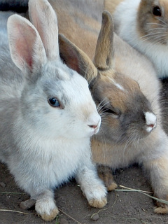 ハムスター ウサギなど 仲良しウサギ の待ち受け画像 壁紙 動物 パラダイス