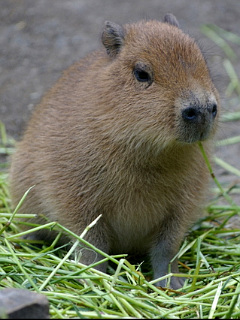 ハムスター ウサギなど 赤ちゃんカピバラ の待ち受け画像 壁紙 動物 パラダイス