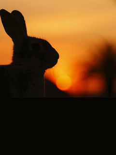 ハムスター ウサギなど ウサギの夕焼けシルエット の待ち受け画像 壁紙 動物 パラダイス