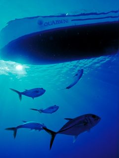 ウミガメ 熱帯魚 船の下では の待ち受け画像 壁紙 動物 パラダイス