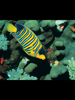 ウミガメ 熱帯魚 黄色地に青い縦縞の熱帯魚 の待ち受け画像 壁紙 動物 パラダイス