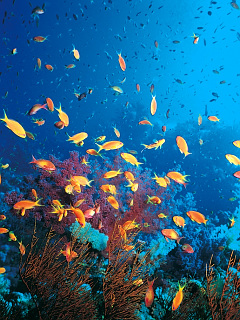 ウミガメ 熱帯魚 ブルー オレンジ の待ち受け画像 壁紙 動物 パラダイス