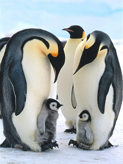 ペンギン お隣さんちの息子 ペンギン の待ち受け画像 壁紙 動物 パラダイス