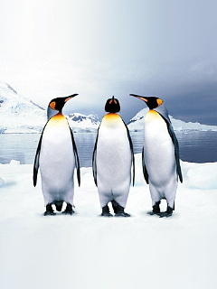 ペンギン トリオ漫才ペンギンズ の待ち受け画像 壁紙 動物 パラダイス