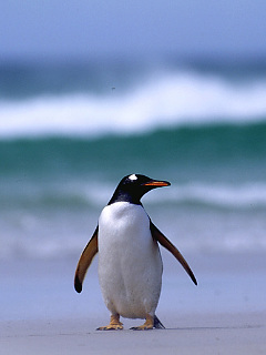ペンギン サマービーチ の待ち受け画像 壁紙 動物 パラダイス