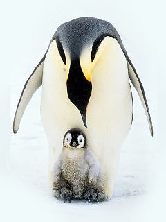 ペンギン 親と子 ペンギン の待ち受け画像 壁紙 動物 パラダイス
