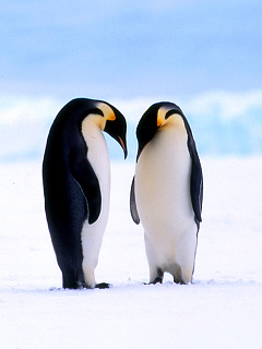 ペンギン ゴメンね こっちこそ エンペラーペンギン の待ち受け画像 壁紙 動物 パラダイス