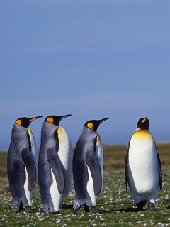 ペンギン せいれーつ キングペンギン の待ち受け画像 壁紙 動物 パラダイス
