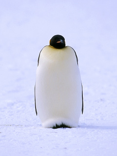 ペンギン 気をつけ エンペラーペンギン の待ち受け画像 壁紙 動物 パラダイス