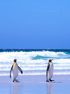ペンギン サーファーってかっこいいよね キングペンギン の待ち受け画像 壁紙 動物 パラダイス