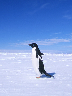 ペンギン アデリーペンギン の待ち受け画像 壁紙 動物 パラダイス