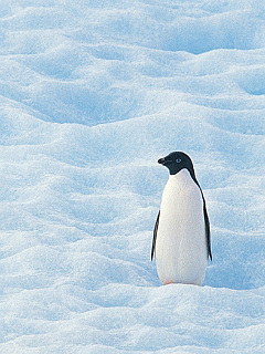 ペンギン 一人旅ペンギン の待ち受け画像 壁紙 動物 パラダイス