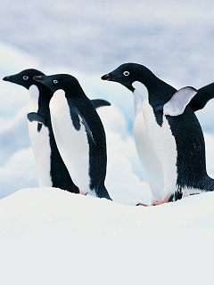 ペンギン トリオ ザ ペンギン の待ち受け画像 壁紙 動物 パラダイス