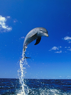 クジラ イルカ 空中高くジャンプするイルカ の待ち受け画像 壁紙 動物 パラダイス