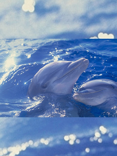 クジラ イルカ 寄りそう2頭のイルカ の待ち受け画像 壁紙 動物 パラダイス