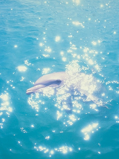 クジラ イルカ クリスタルドルフィン の待ち受け画像 壁紙 動物 パラダイス