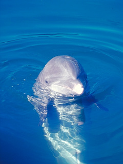 クジラ イルカ 海の中からコンニチワ の待ち受け画像 壁紙 動物 パラダイス