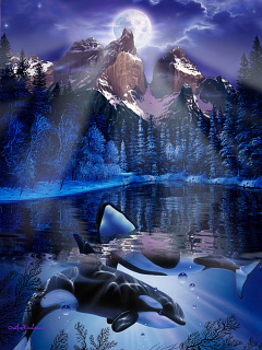 クジラ イルカ エンチャンテッド イブニング の待ち受け画像 壁紙 動物 パラダイス