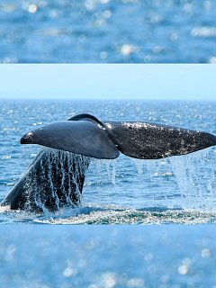クジラ イルカ Go Home クジラ の待ち受け画像 壁紙 動物 パラダイス