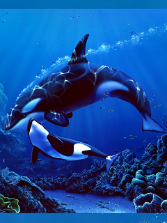 クジラ イルカ ドミニオン の待ち受け画像 壁紙 動物 パラダイス