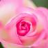 花びらの縁がピンク色のバラ