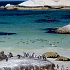 群れる野生ペンギン