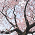 千鳥ケ淵の満開桜