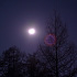 凍てつく冬空に輝く月と木