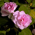 ピンク色のバラ−清里高原