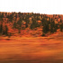 輝く紅葉のデナリ国立公園
