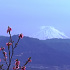 春の富士と桃の花
