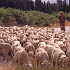 ニュージーランド「羊の群れ」
