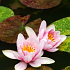 寺の池に花開く睡蓮