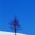 真冬の一本の木