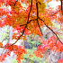 昇仙峡渓谷の紅葉