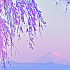乙ヶ妻のしだれ桜に輝く夕暮れ富士