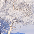 志賀高原の霧氷風景