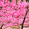 桃のピンクが春の音色を奏でる新府桃源郷