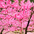 桃のピンクが春の音色を奏でる新府桃源郷