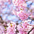 推定樹齢1800年〜2000年、山高神代桜の花びら