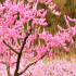 桃の花のピンク色に染まる新府桃源郷