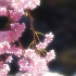 煌めく垂れ桜