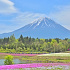 春富士と芝桜風景