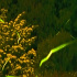 白いハナミズキに描くゲンジボタルの光跡
